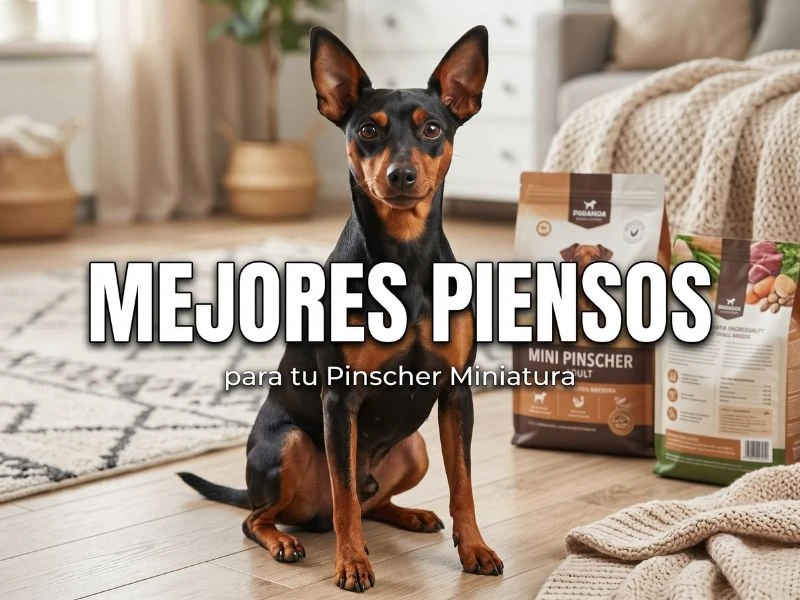 mejores piensos mini pinscher
