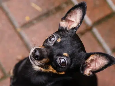 Juguetes best sale para pinscher