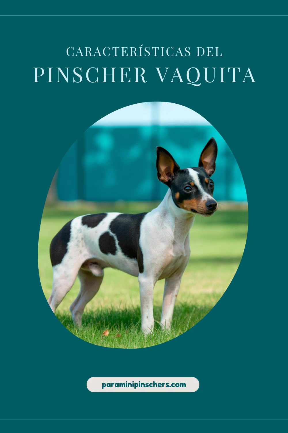 caracteristicas del pinscher vaquita