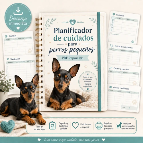 cuidados del mini pinscher y perros pequeños